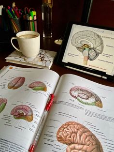 Study | Med student | Brain Anatomy | Coffee Neuropsychiatry Aesthetic, Pediatric Psychiatrist, Transcendent Kingdom, Dream Psychology, Psych Major, Studying Aesthetic, Psychology Studies, My Future Job, Med School Motivation