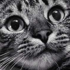 a black and white photo of a cat's face