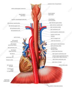 the anatomy of the human heart and blood vessels