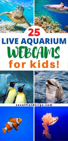 the words 25 live aquarium webcams for kids are shown above pictures of sea animals