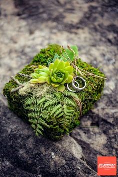 a moss covered rock with a ring on it and some plants growing out of it