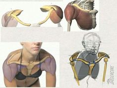 three different views of the human body and their muscles, including the neck, shoulder, and arm