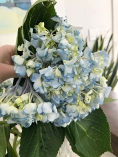 a person holding a bouquet of blue and white flowers with green leaves in their hands