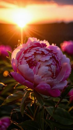 a large pink flower sitting on top of a lush green field next to the sun