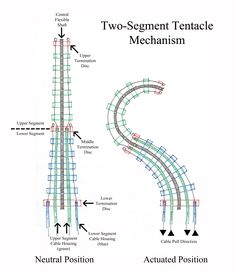 the two - segment tenacle mechanism is shown with arrows pointing up and down to each other