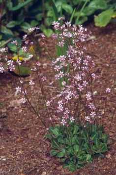 small pink flowers growing out of the ground in front of some green plants and dirt