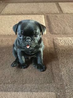 a small black dog sitting on top of a brown carpet