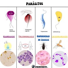 four different types of mosquitoes in spanish