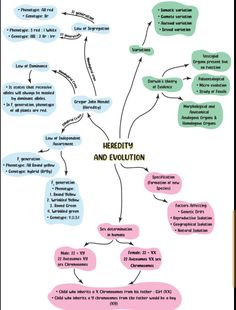 a mind map with the words herbity and evolution