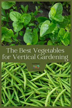 the best vegetables for vertical gardening are green beans and bean sprouts with leaves