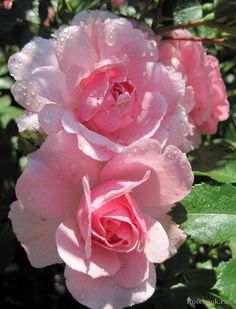 pink roses with water droplets on them in the sun, surrounded by green leaves and shrubbery