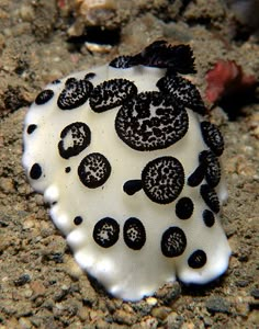 a black and white sea anemone on the sand