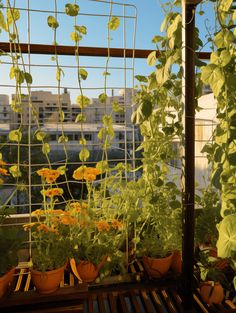 Urban Pumpkin Garden: Climbing Vines on a Balcony Trellis Balcony Trellis