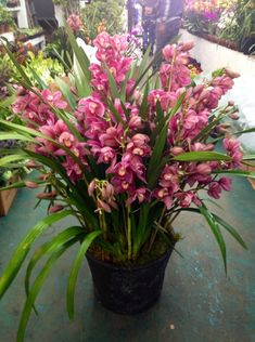 a potted plant with pink flowers on a table in a garden center filled with plants