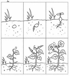 four pictures showing the stages of growing plants