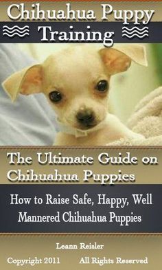 the chihuahua puppy training guide on chihuahua puppies how to raise safe, happy, well - mannered chihuahua puppies