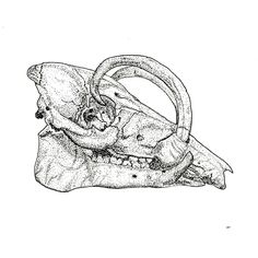 an animal's skull is shown in this black and white drawing, which appears to be part of a human head