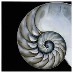 an ammonet shell is shown against a black background with the center section visible