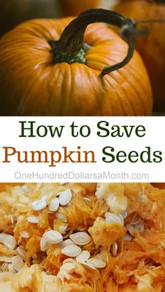 pumpkin seeds with text overlay how to save pumpkin seeds