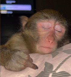 a monkey laying on top of a bed next to a computer monitor with its eyes closed