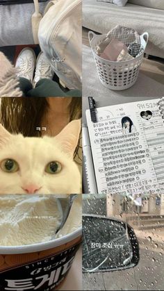 a collage of photos with cats and other items