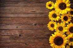 sunflowers on wooden background with space for text