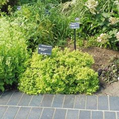 the garden is full of different types of flowers and plants, including some with signs on them