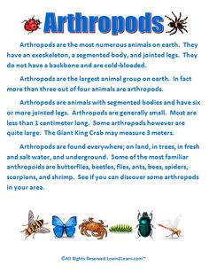 an article about the different types of animals and insects