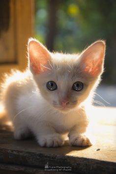 a small white kitten sitting on top of a wooden table