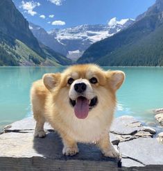 a dog standing on top of a rock next to a lake with mountains in the background