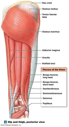 the muscles are labeled in this diagram