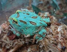 a blue and green frog sitting on top of wood shavings in the dirt