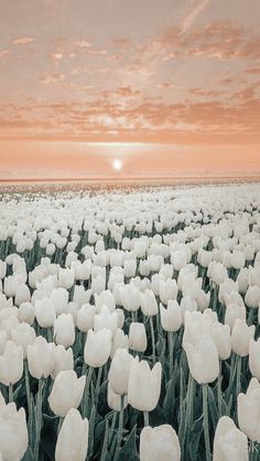 a field full of white tulips with the sun setting in the distance behind them