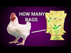 a white chicken standing next to two bags of food on a purple background with the words how many bags?