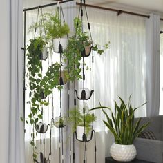 a living room filled with lots of plants and potted plants hanging from the ceiling