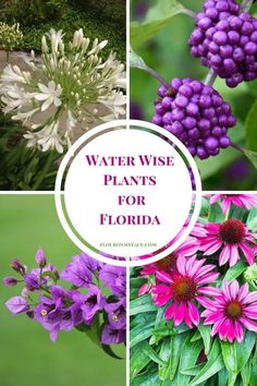 different types of flowers and plants with the words water wise plants for florida on them