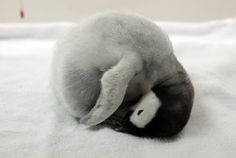 a baby penguin is curled up on its back