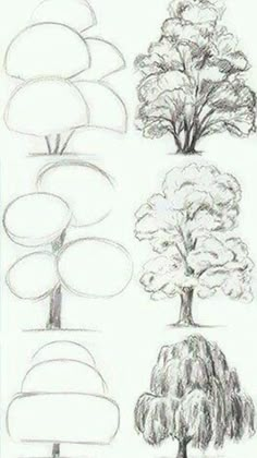 four different types of trees are shown in this drawing lesson for beginners to learn how to