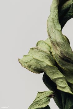 some green leaves on a branch against a white background with no one in the photo