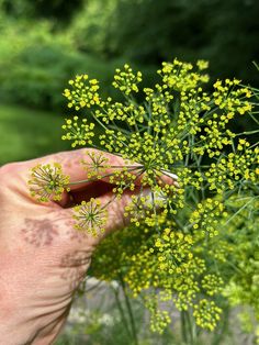 a person holding some yellow flowers in their hand and looking at the flower buds on it