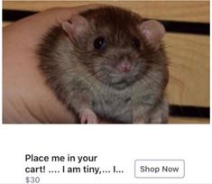 a small rodent sitting on top of a person's arm with the caption place me in your cart i am tiny