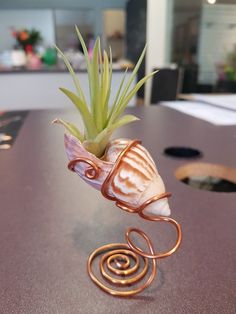 an air plant is sitting on top of a spiral wire holder that holds a seashell