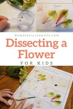 a child's hand touching flowers with the words dissecting a flower for kids