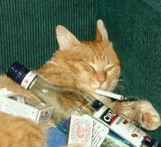 Orange Cat, Liquor, Orange