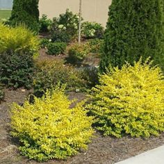 yellow flowers are blooming in the bushes near a sidewalk and trees on a sunny day