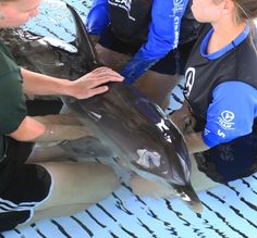 two women and one man are looking at a dolphin