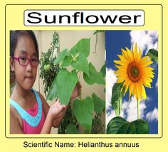 Lady Fatima O, Rodriguez, SquAIR Root, KEW MSB, Silang Cavite, FEU March 25, 2014  I saw this in our backyard  Blk. 44 lot-5 Metrogate Silang Cavite  Scientific name: helianthus annuus Common name: Sunflower State flower of Kansas  Kansas Wildflower of the Year - 2000 Helianthus Annuus, Common Names, Year 2000, Kansas, Wild Flowers, Sunflower