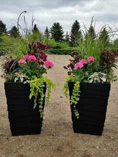 two black planters with pink flowers and green plants in them on the gravel road