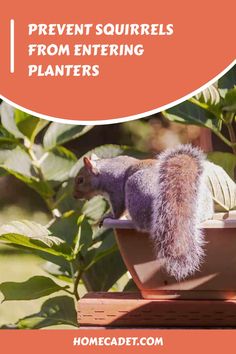 a squirrel sitting on top of a planter with the words prevent squirrels from entering plants