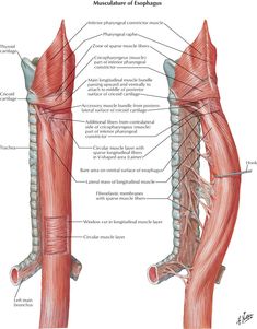 the muscles are labeled in this diagram